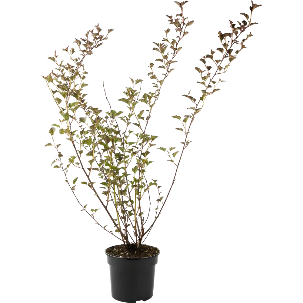 Santreyd Пузыреплодник Red Baron — Пурпурный акцент вашего сада 84841645 STLM-0055915 - Вид №1