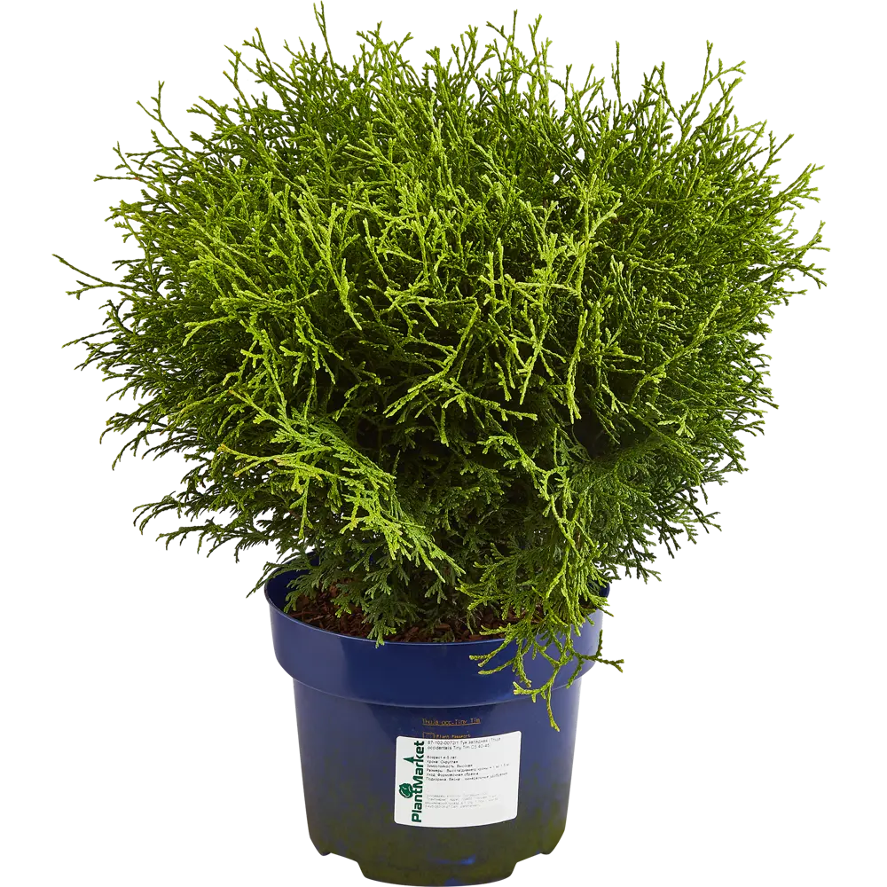 Туя западная Тини Тим ø22 h55 см 84832936 STLM-2015139 PLANTMARKET 