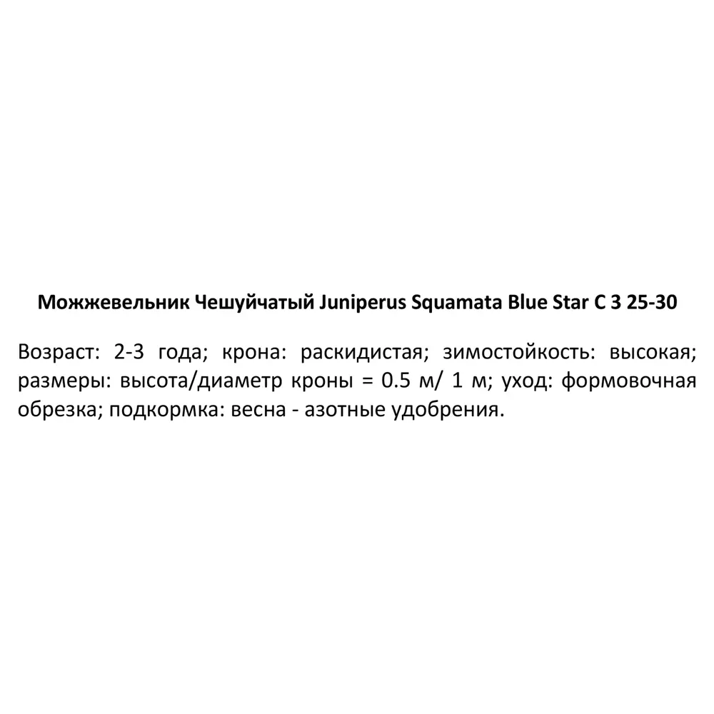 Можжевельник чешуйчатый Блю Стар ø15 h40 см 84834063 STLM-2103226 PLANTMARKET  - Вид №2