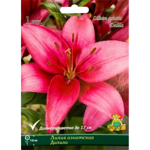 Лилия азиатская «Далила», размер луковицы 14/16 82319564 STLM-2003971