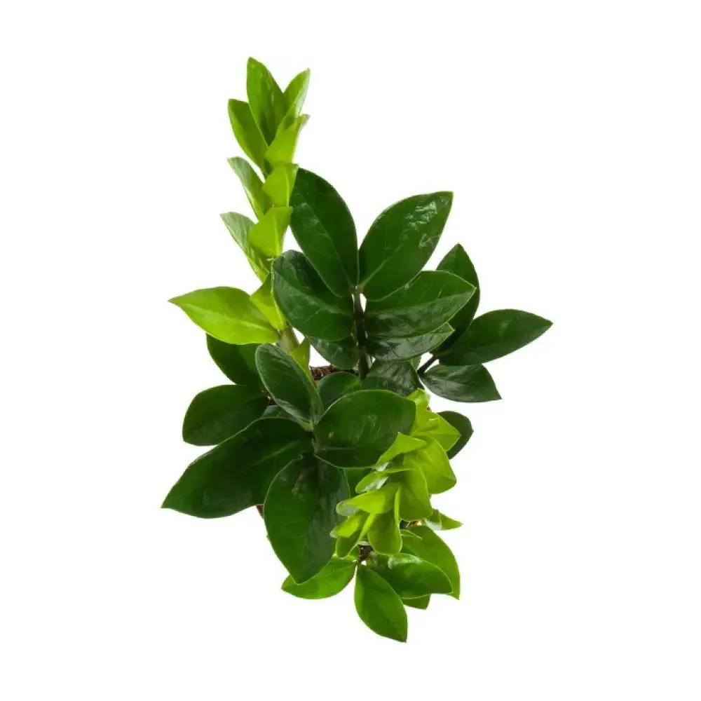 Santreyd Замиокулькас — вечнозеленое растение для любого интерьера 89396246 STLM-1484017