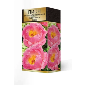 Пион молочноцветковый Софт салмон сосер разбор 2-3 88294987 STLM-2193645