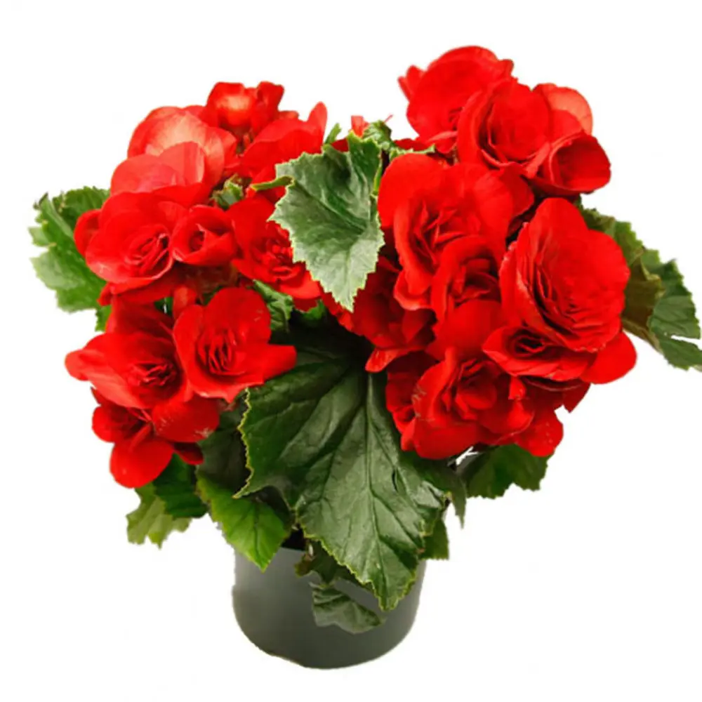 Бегония микс ø12 h15 см 82807728 STLM-2188173 Santreyd  - Вид №2