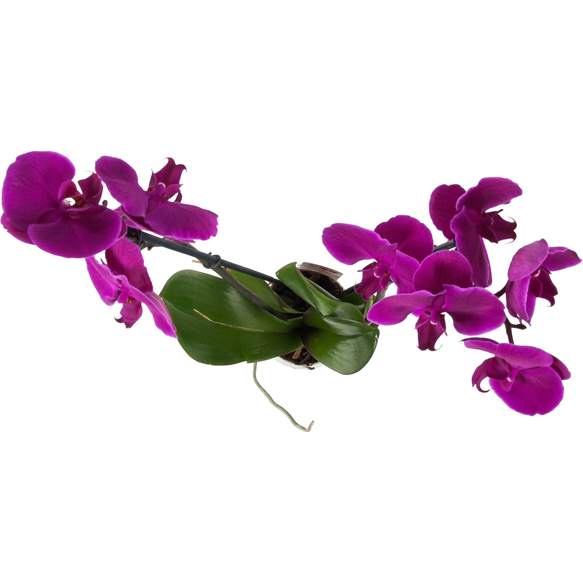82561753 Орхидея Фаленопсис Микс экстра в упаковке 2 стебля ø12 h60 см Santreyd  - Вид №1