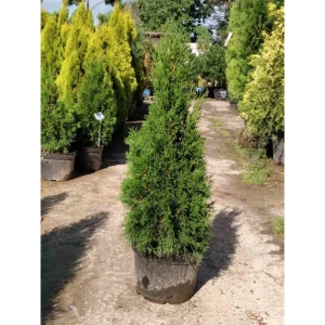 Туя Смарагд ø30 h100 - 120 см 89373034 STLM-2007502