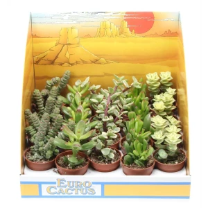 Крассула микс - комнатный суккулент в горшке ø5.5 см 89434676