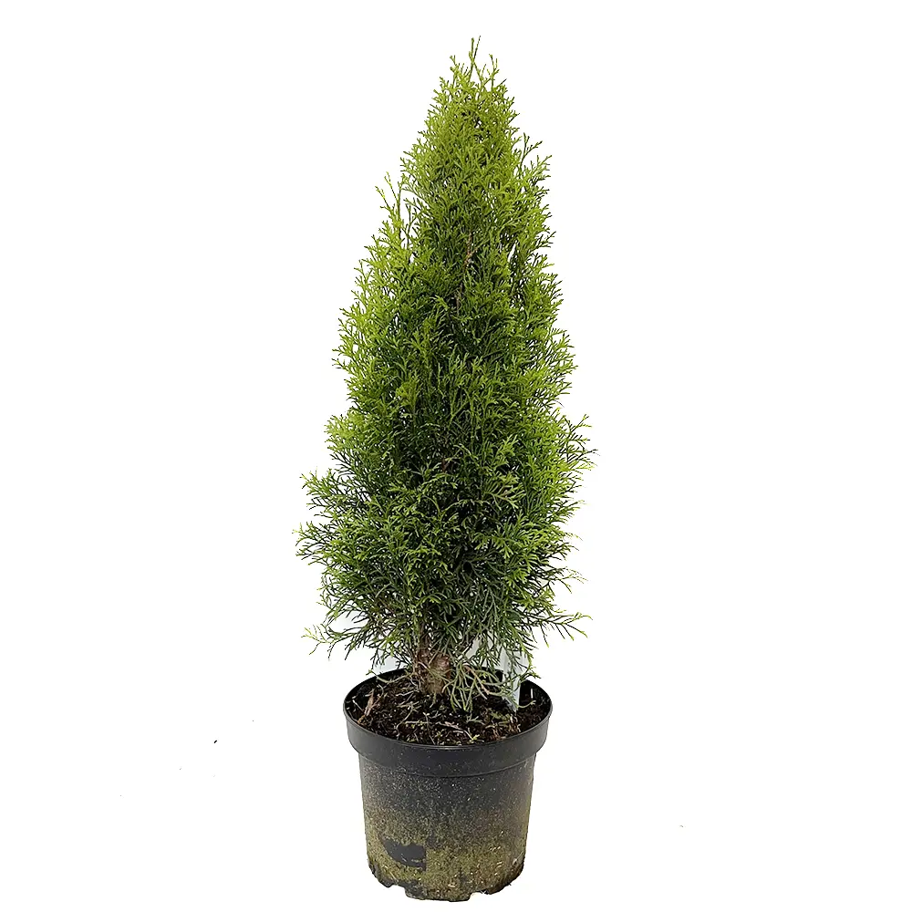 Туя западная Smaragd ø23 h70 см 88309641 STLM-2040192 Santreyd 
