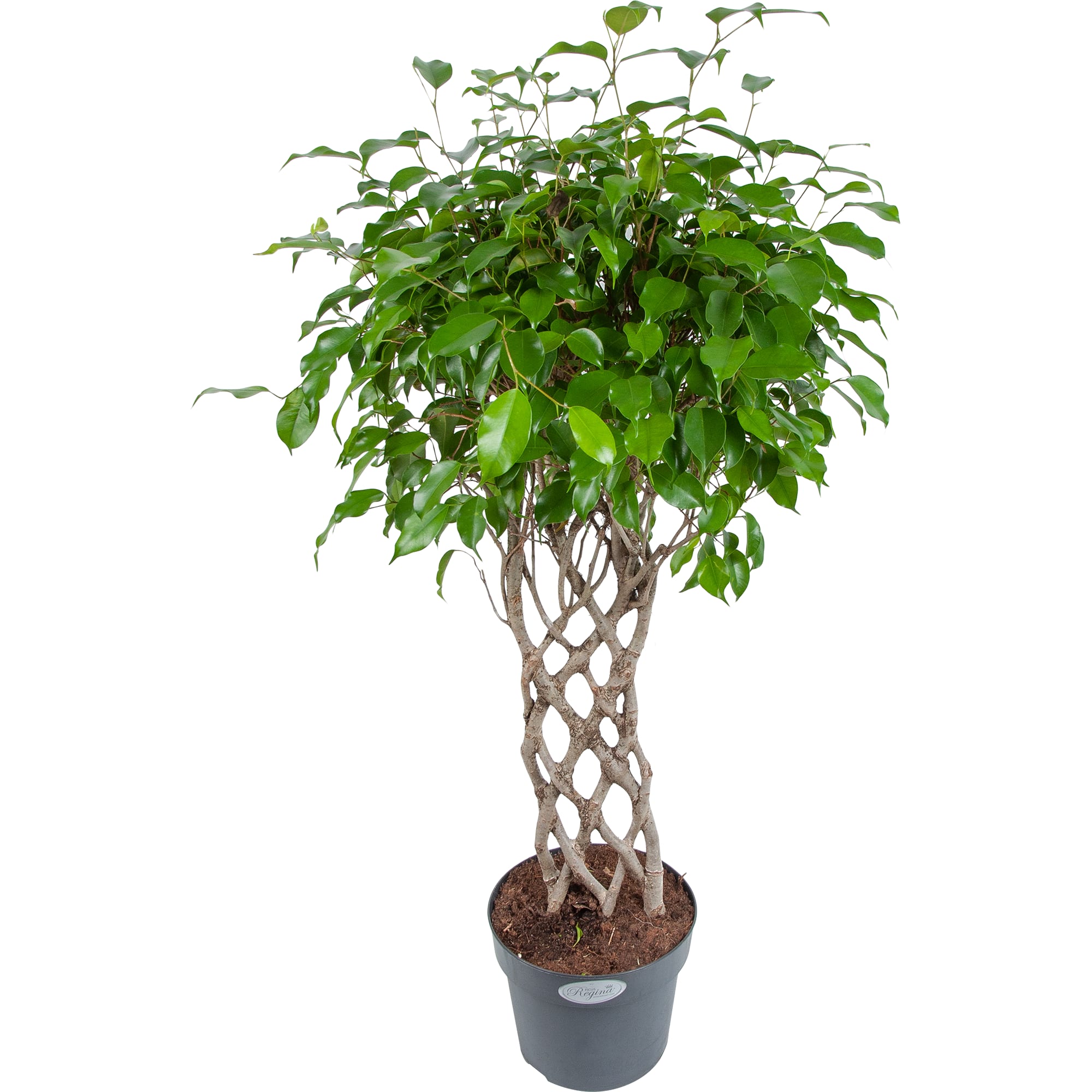 82850355 Фикус "Экзотика решетка" 24х100 см Santreyd 