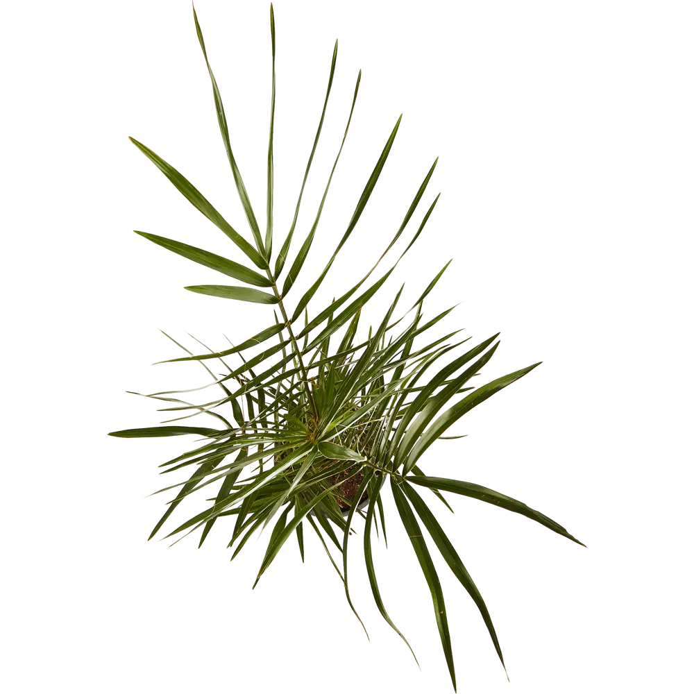 Финик Канарский 17x100 см 14471111 STLM-2165366 Santreyd  - Вид №2