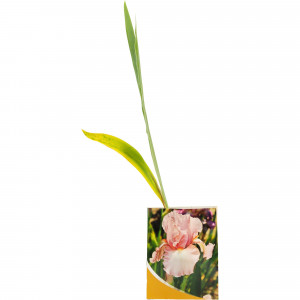 82153564 Ирис Блэк Найт