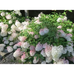 88790177 Гортензия метельчатая Тач Ту Пинк ø19 h55 см STLM-0955149