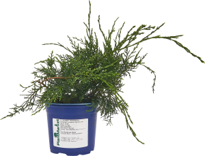 84834009 Можжевельник виргинский Грей Оул ø14 h35 см STLM-0055827 PLANTMARKET