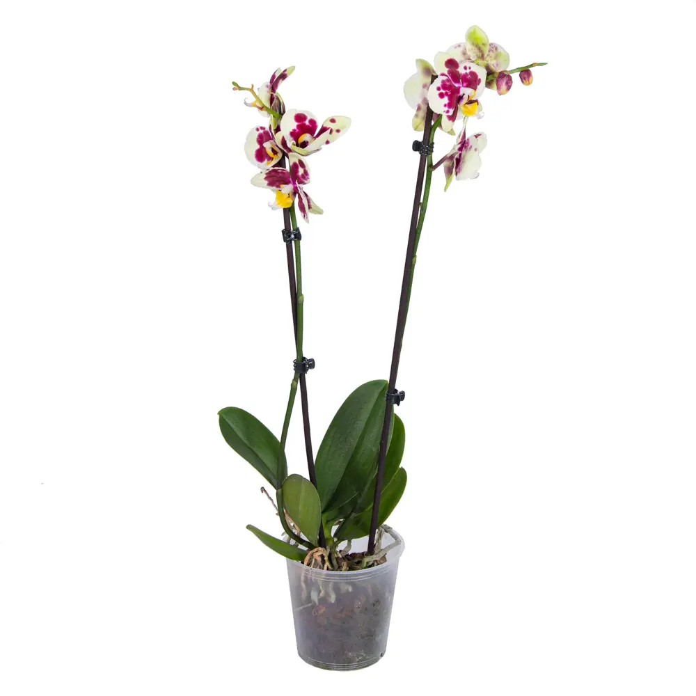 Santreyd Орхидея Фаленопсис — изящная бабочка в вашем интерьере 85324972 STLM-0061533 - Вид №1