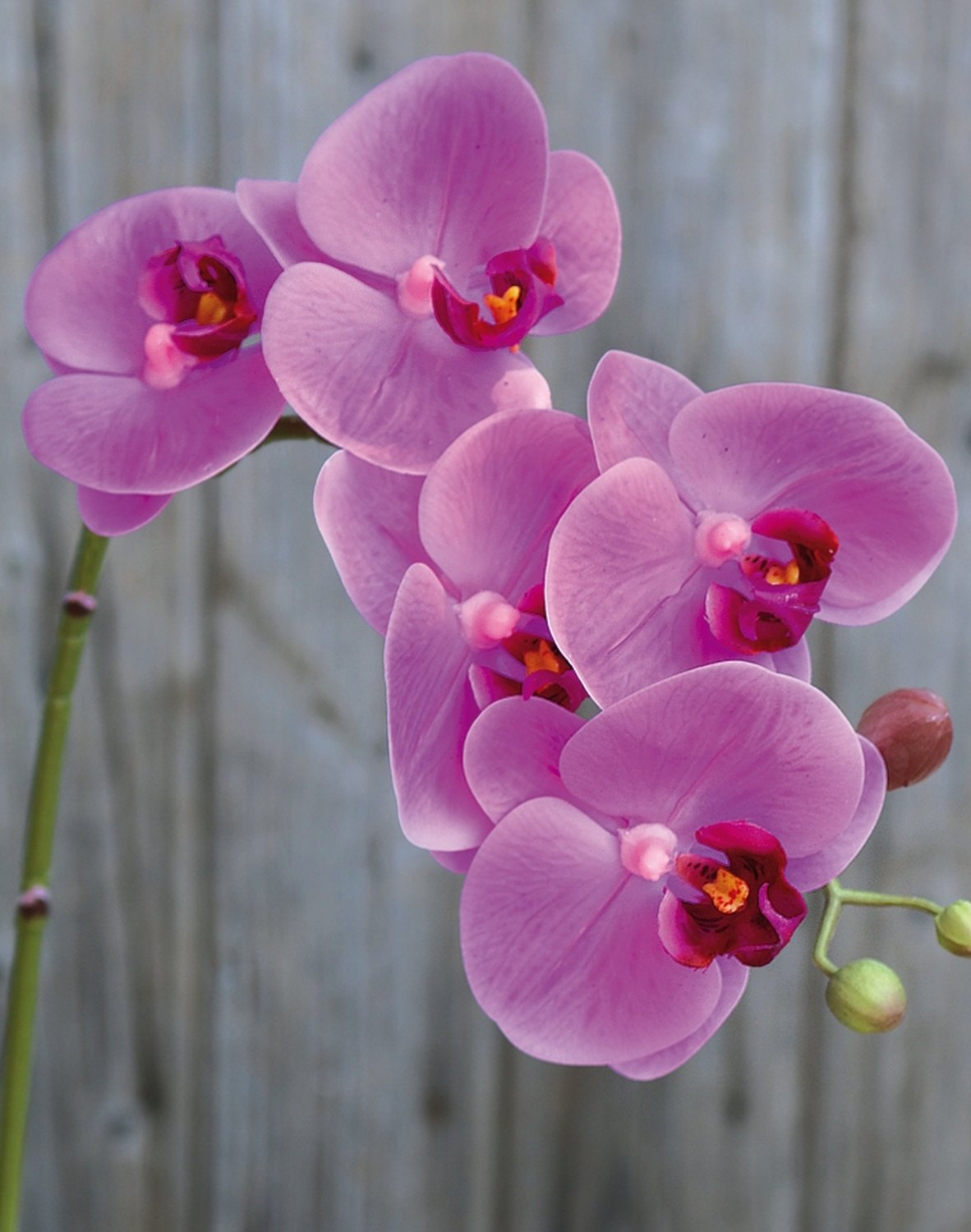2843 420 a3 Искусственная орхидея Phalaenopsis, 64 см, real touch soft, вишневый цвет H-andreas 