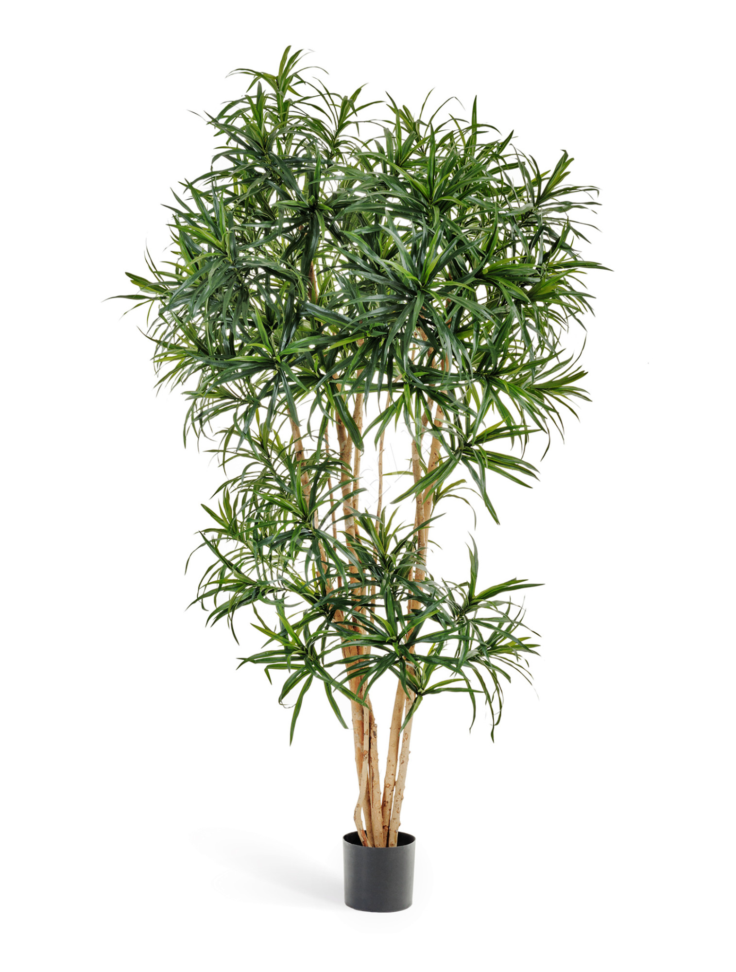 10.24206N Драцена Анита Рефлекса Цветочная коллекция 