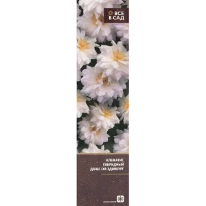 Клематис гибридный Дачес оф Эдинбург в тубе 82539484 STLM-2182125