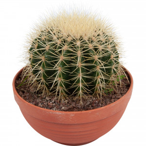 82850423 Эхинокактус Грузони 20х22 см