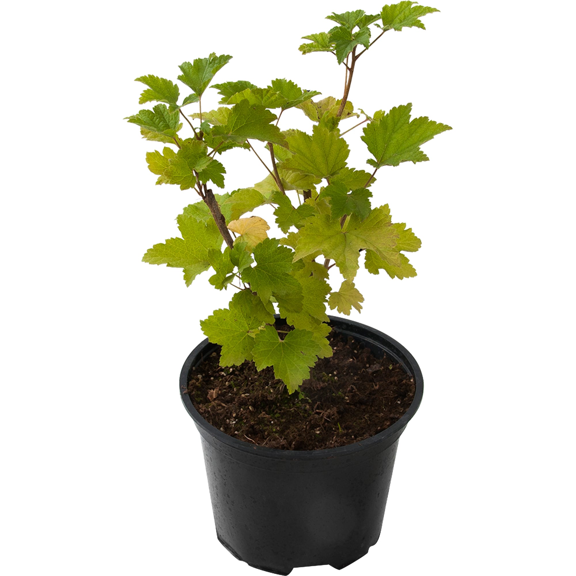 82585436 Смородина белая «Белая Фея» 17x30 см Santreyd 