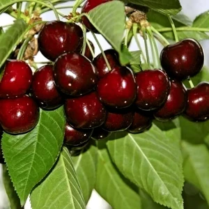 Черешня крупноплодная в тубе 82539578 STLM-2114821