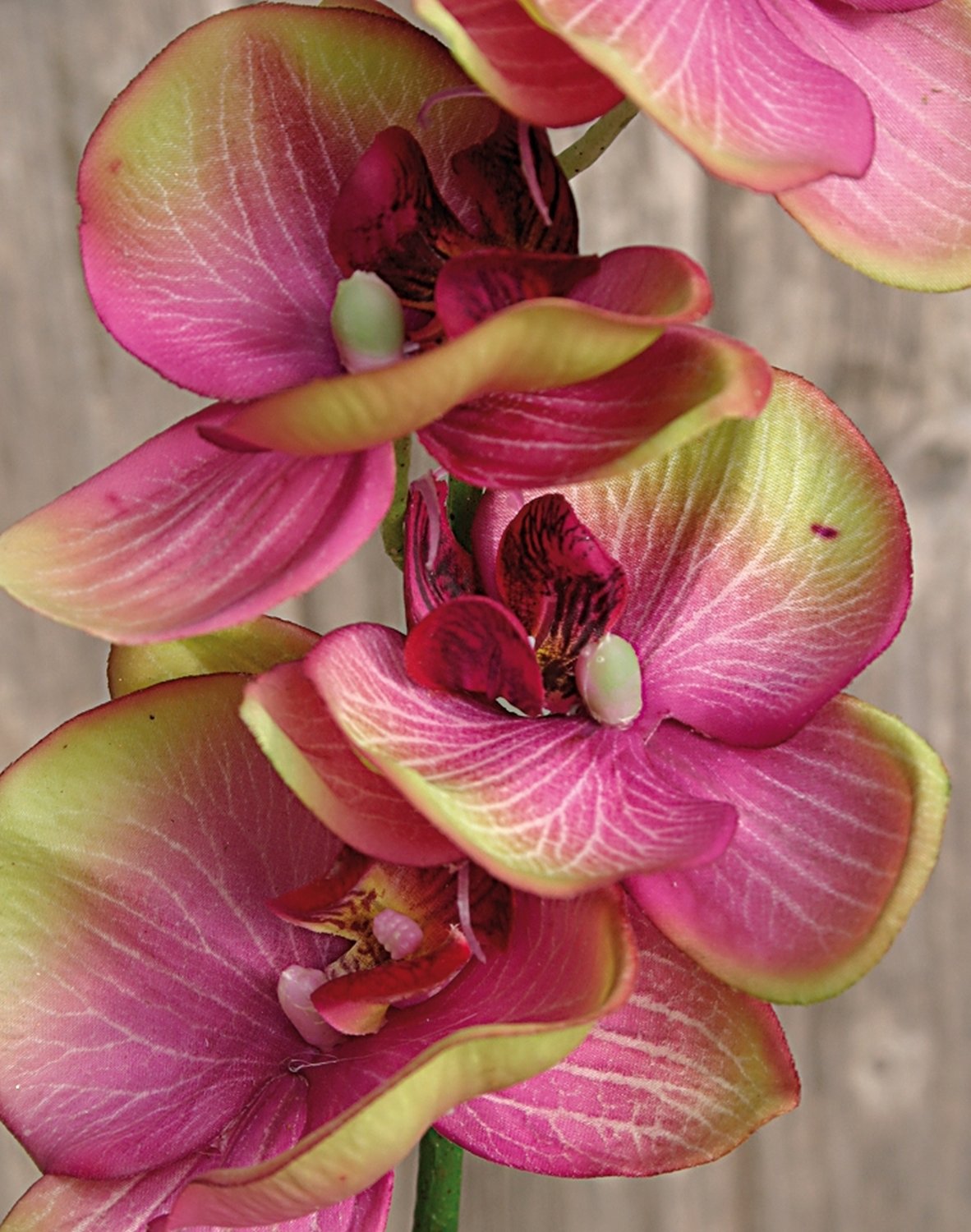 2398 208 a2 Искусственная орхидея Phalaenopsis, 92 см, real touch, фиолетово-зеленая H-andreas 