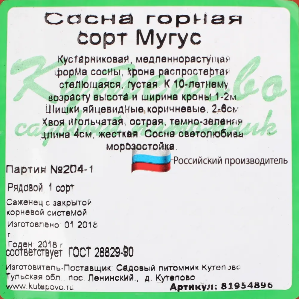 Сосна горная С 2.4 «Мугус» h40 81954896 STLM-2043409 Santreyd  - Вид №3