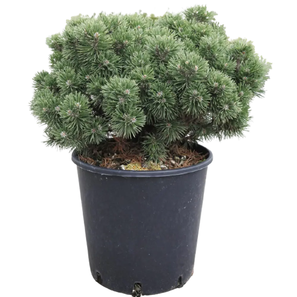 Сосна горная Мопс ø15 h30 см 84834217 STLM-2199495 PLANTMARKET 