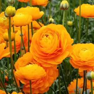 Ранункулюс «Orange», 5х6 см