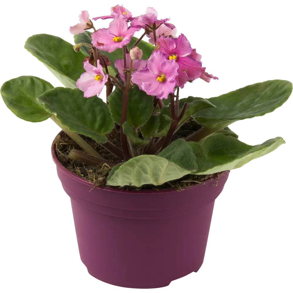 Фиалка микс d12 h20 82579750 STLM-2184780 Santreyd 