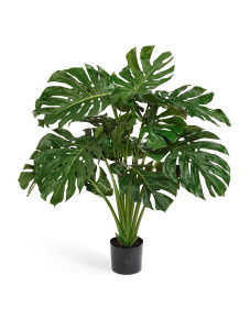 20.6207N Монстера куст Цветочная коллекция