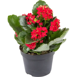 Каланхое специальный микс 12x40 см 82399677 STLM-2121947