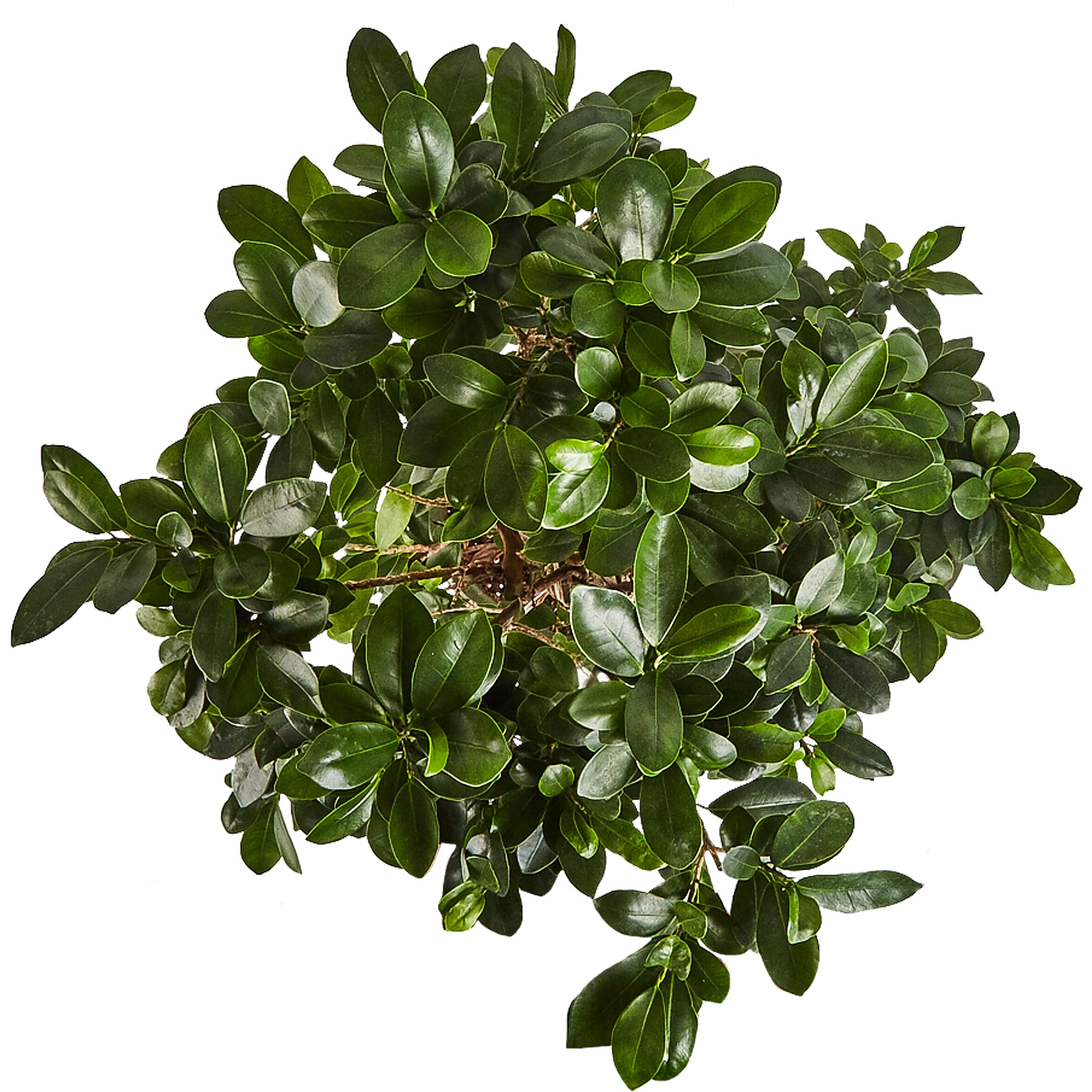 82849688 Фикус "S-type" в кашпо 45х100 см Santreyd  - Вид №1