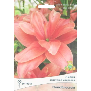 Лилия азиатская махровая Пинк Блоссом 85205793 STLM-2107455