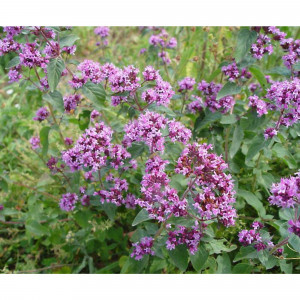 82585466 Душица в кассете, 6 шт.