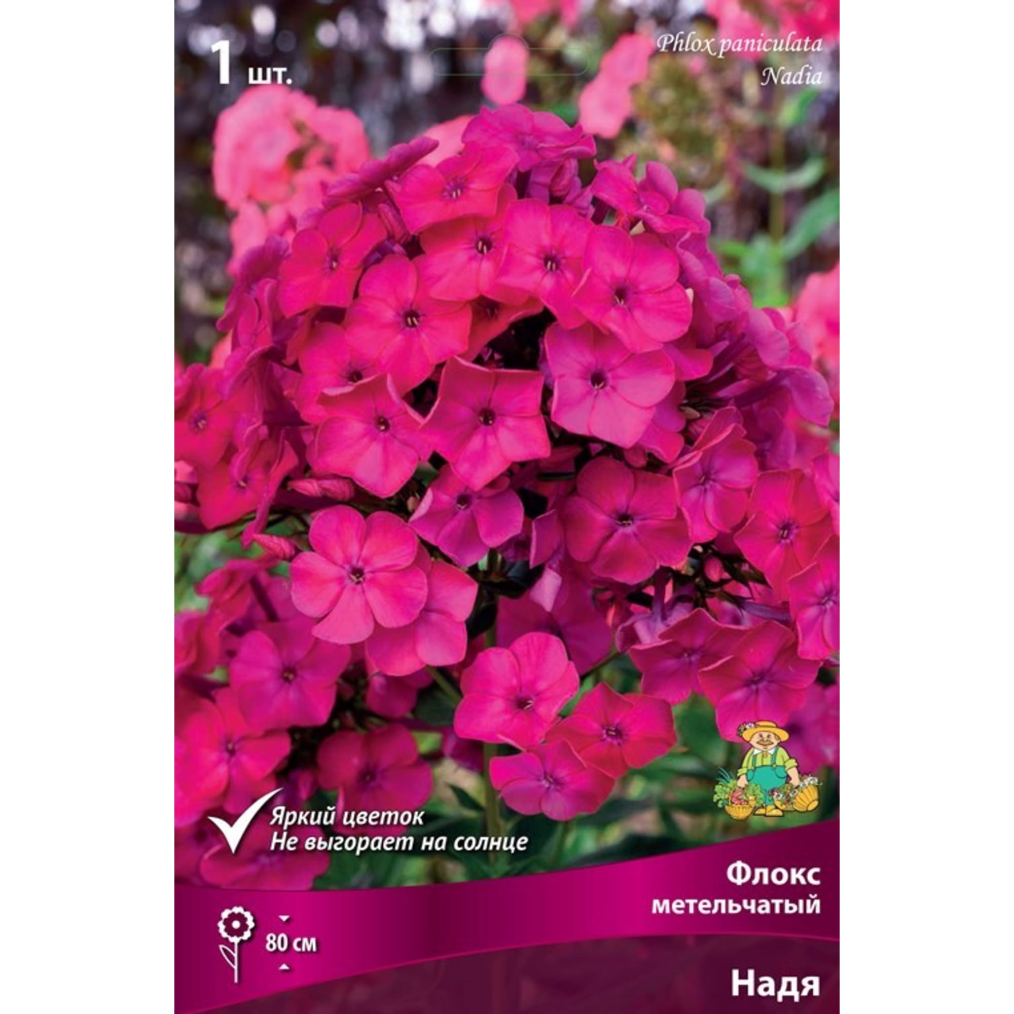 83600081 Флокс метельчатый Надя луковица I Santreyd 