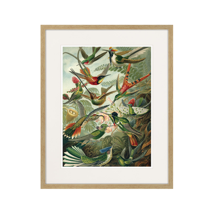 Картина в раме 52х42 см Art forms of nature №1, 1897г. КАРТИНЫ В КВАРТИРУ  264455 Бежевый;зеленый;разноцветный  - Вид №1