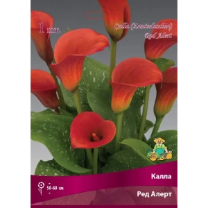 Калла Ред Алерт луковица 14/16 83598112 STLM-2209471