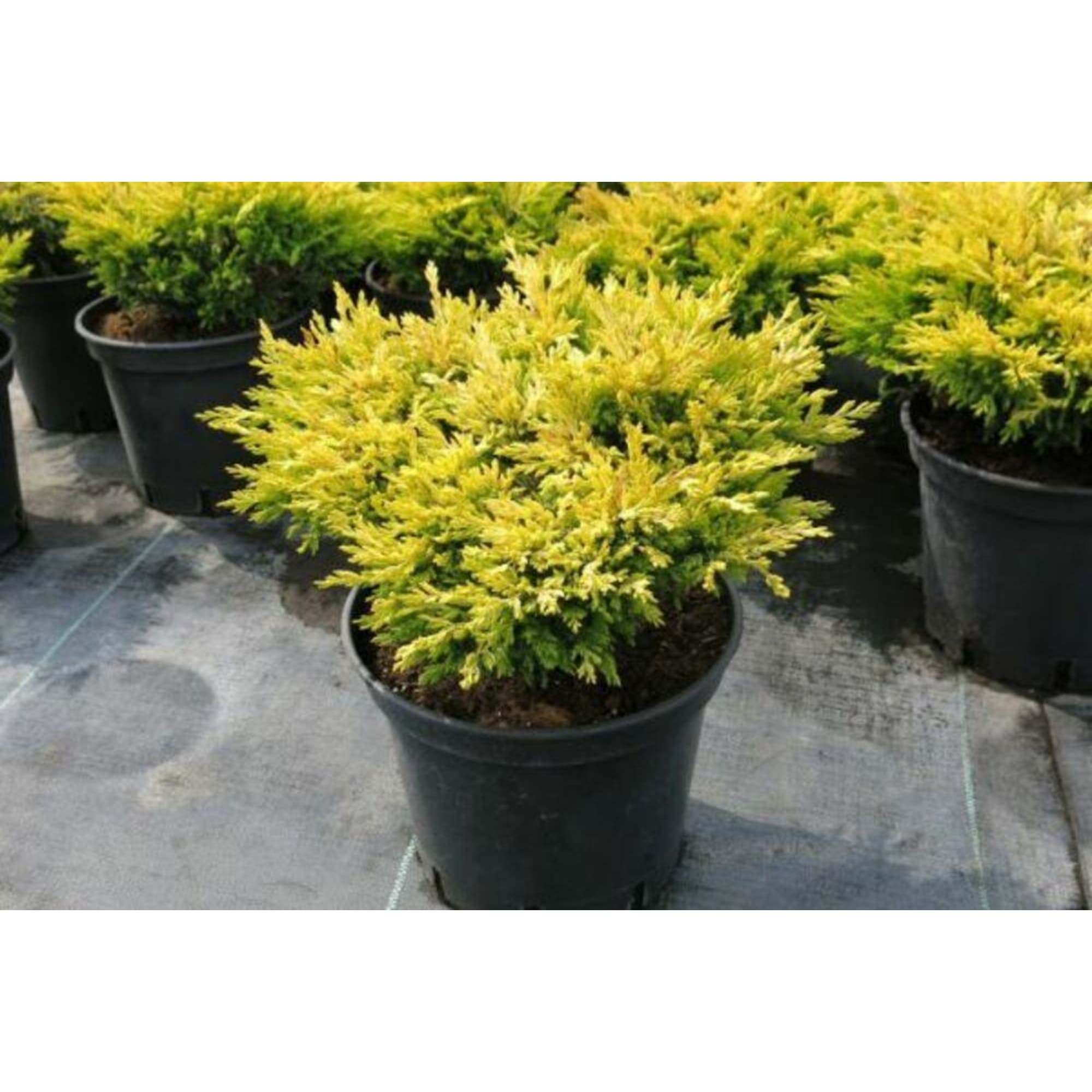 82601617 Можжевельник «Лайм Глоу» 17x40 см Santreyd  - Вид №2