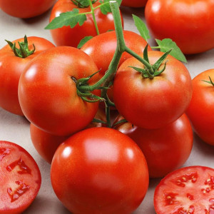 82585490 Томат в кассете, 6 шт.