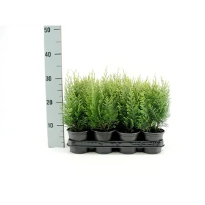 Кипарисовик Лавсона Вайт Спот ø11 h25 см 89367667 STLM-2025902