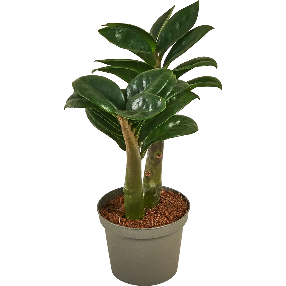 Замиокулькас Зензи от Santreyd — миниатюрное украшение интерьера 87819673 STLM-0949463