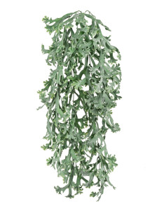 20.071921GR Стегхорн Хилии (Оленьи рога) куст ампельный Цветочная коллекция