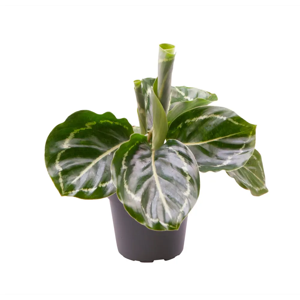 Santreyd Калатея Розеопикта Грин — живая картина в вашем интерьере 89375004 STLM-1324425