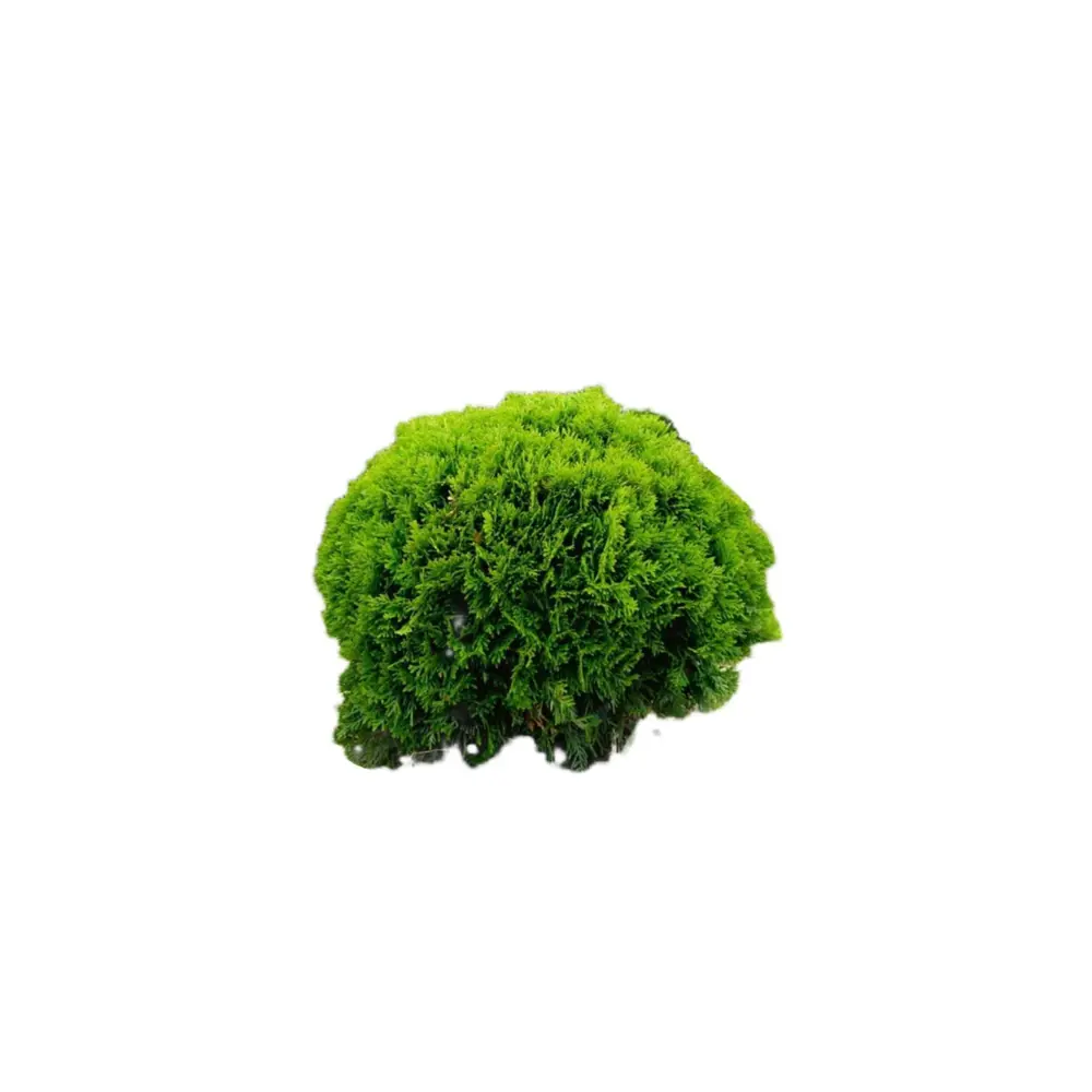 Туя западная Даника Santreyd ø40-50 h50 см - вечнозеленый шар для ландшафта 89386836 STLM-1353041