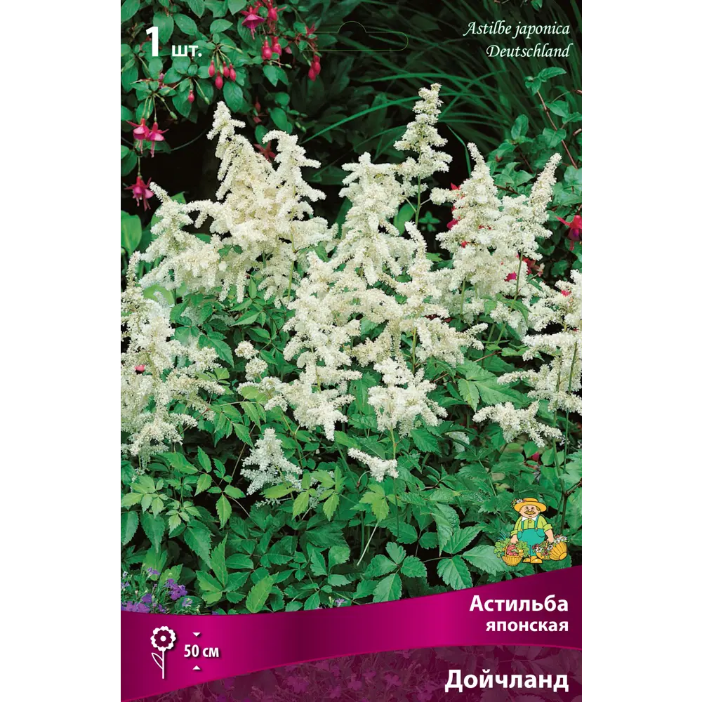 Астильба японская «Дойчланд» разбор I 82661815 STLM-2179424 Santreyd 
