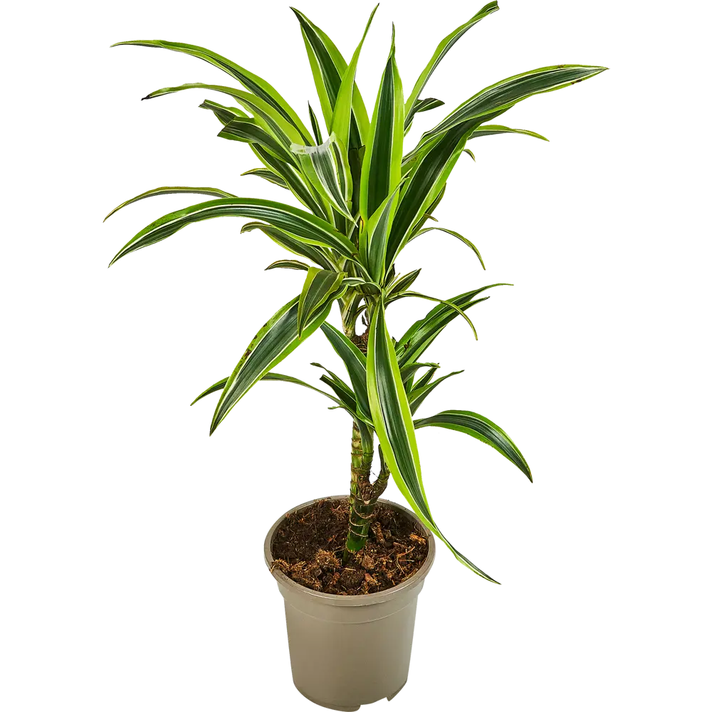 Santreyd Драцена Лемон Лайм — тропическая изящность для вашего интерьера 85324832 STLM-0061447 - Вид №1