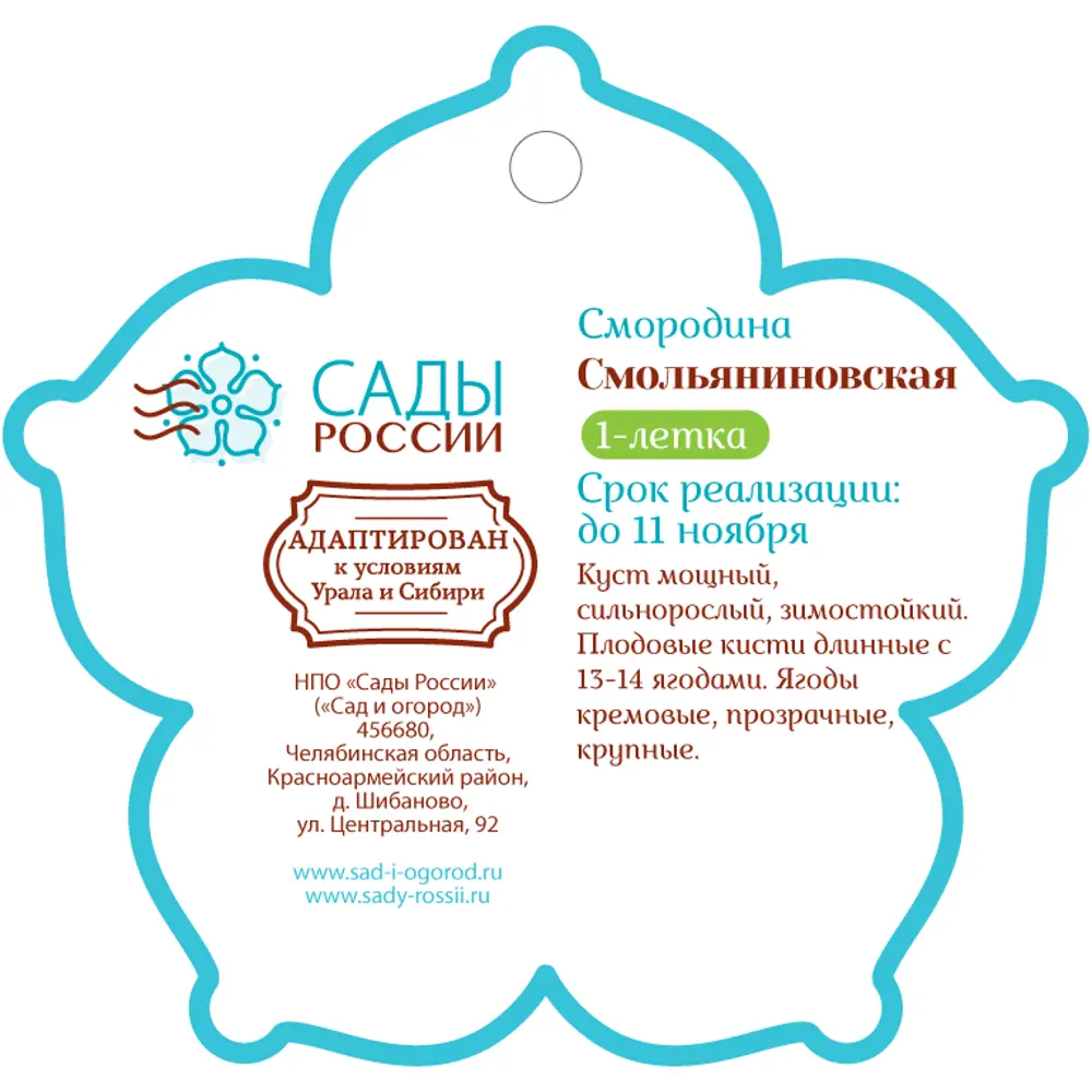 Смородина «Смольяниновская» 1 год 12.5x30-50 см 82610469 STLM-2155662 Santreyd  - Вид №1