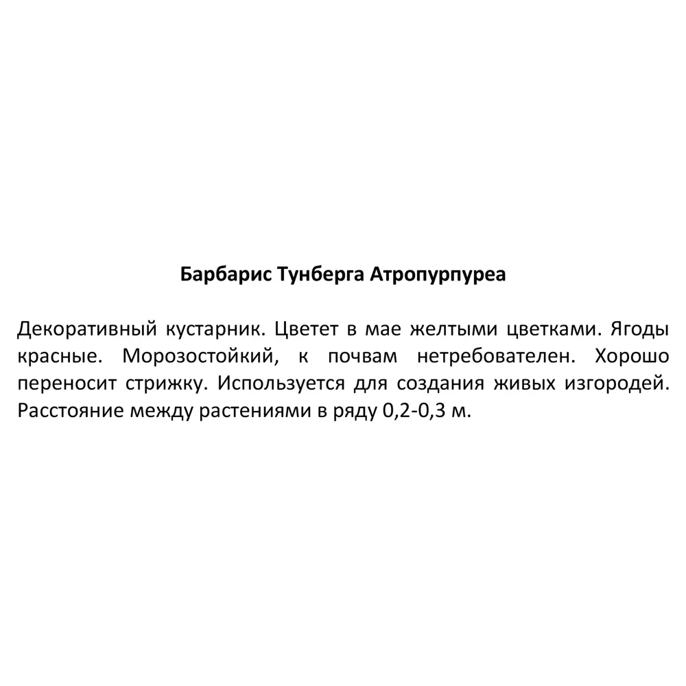 Барбарис Тунберга Атропурпуреа ø9 h39 см (3шт) 83738707 STLM-2176804 Santreyd  - Вид №4