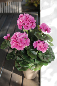 9716 227 a3 Герань шелковая, горшечная, 33 см, светло-фиолетовый-темно-фиолетовый H-andreas