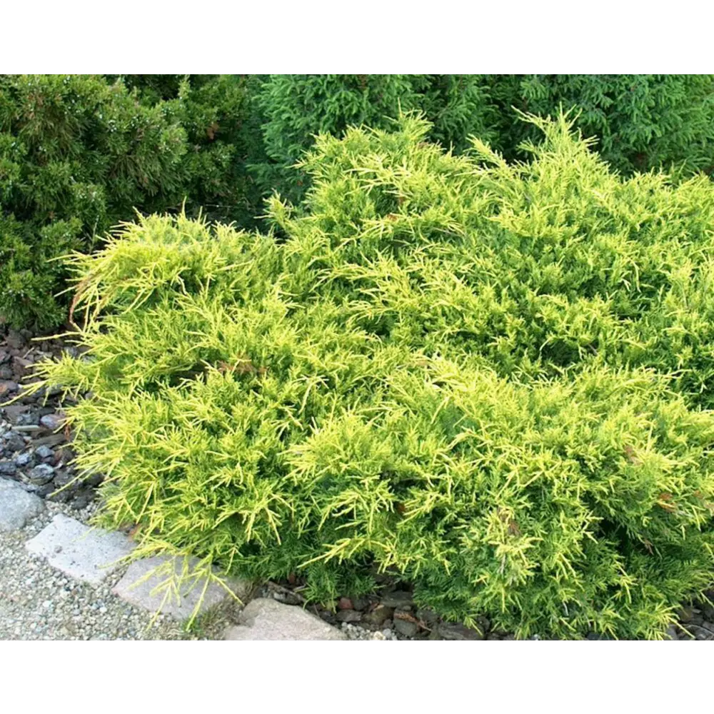 Можжевельник средний Голд Коаст ø15 h20 - 25 см 87691103 STLM-2001426 PLANTMARKET 