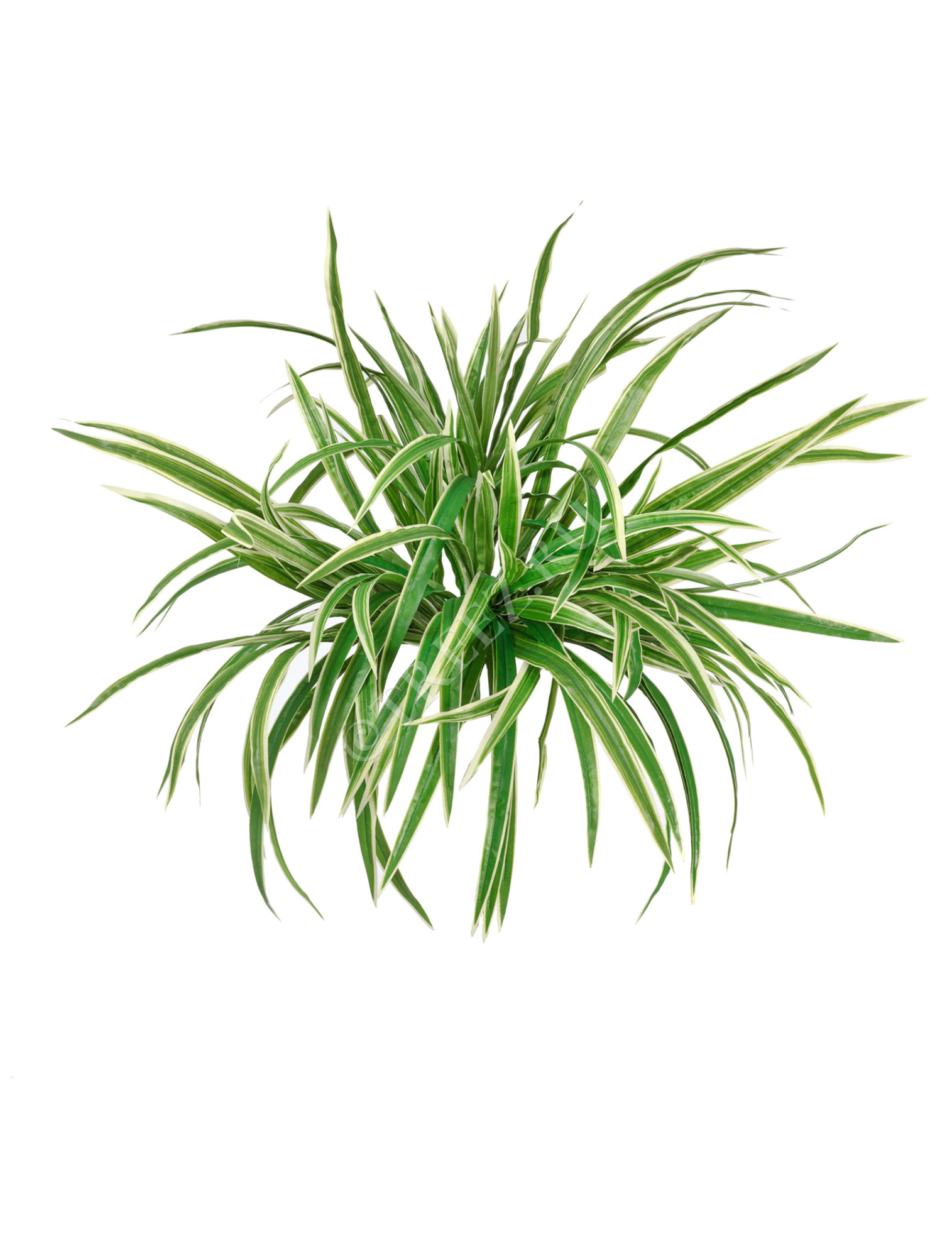 20.1193N Хлорофитум бело-зелёный куст большой Цветочная коллекция 